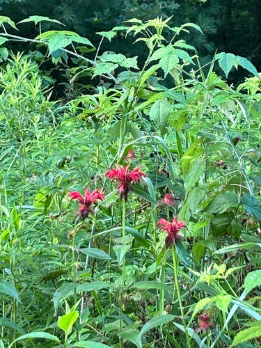 Ortie indienne — Bild 2