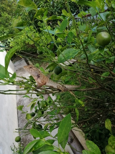 Lézard versicolor indien — Bild 3
