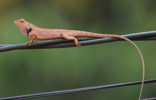 Lézard versicolor indien — Bild 5