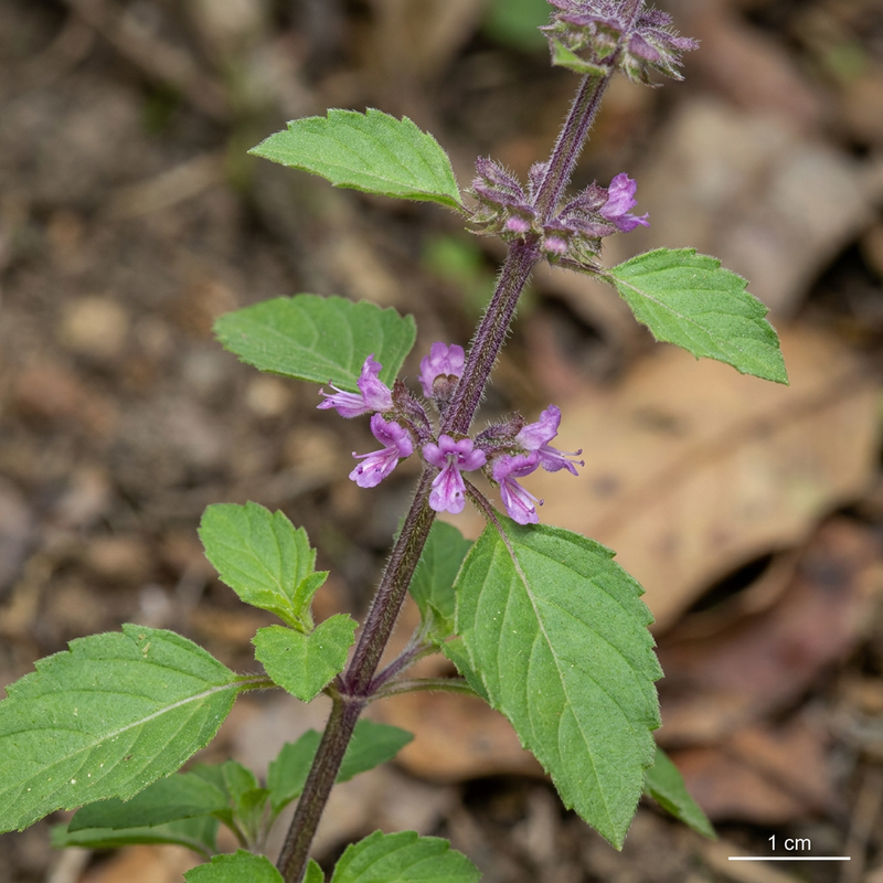 Basilic indien