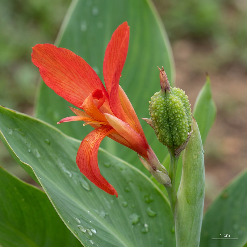 Tube de fleur indienne