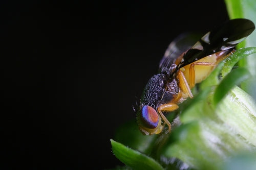 Naturaufnahme - Bild 1