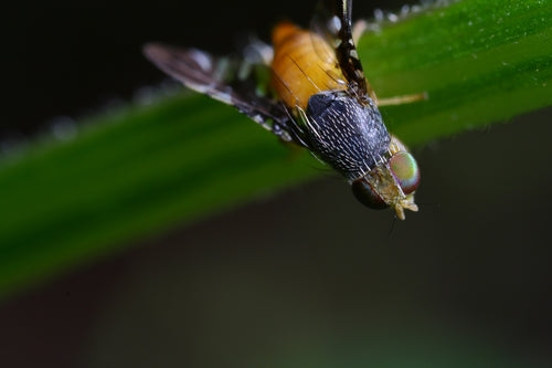 Naturaufnahme - Bild 3