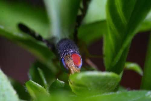 Naturaufnahme - Bild 5