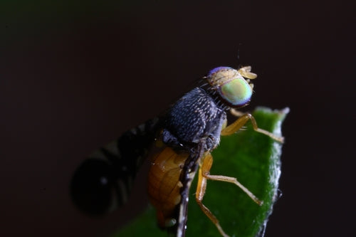 Naturaufnahme - Bild 6