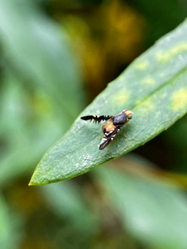 Naturaufnahme - Bild 7