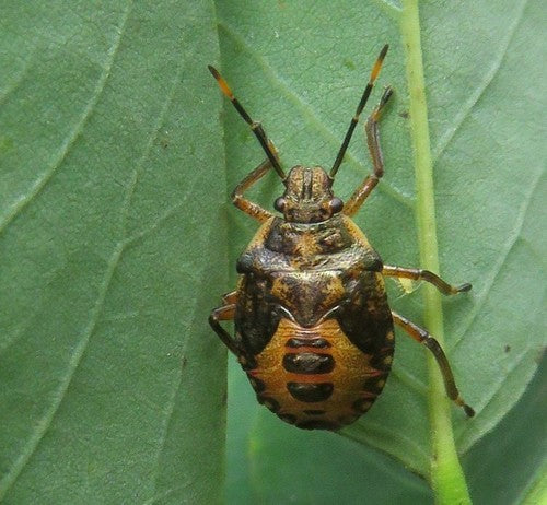 Naturaufnahme - Bild 8