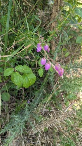 Bruyère irlandaise — Bild 5