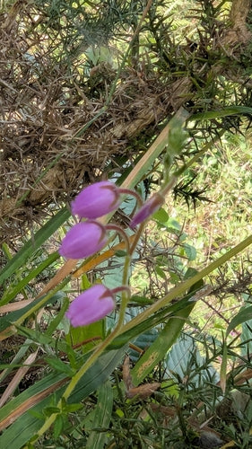 Bruyère irlandaise — Bild 4