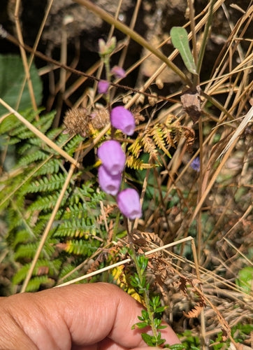 Bruyère irlandaise — Bild 2