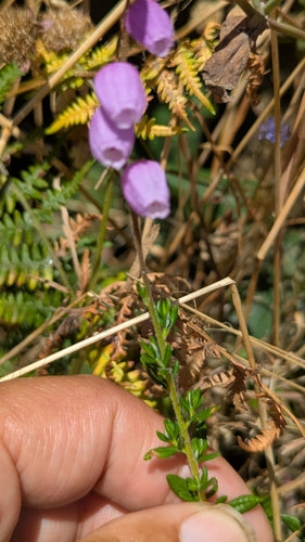 Bruyère irlandaise — Bild 1