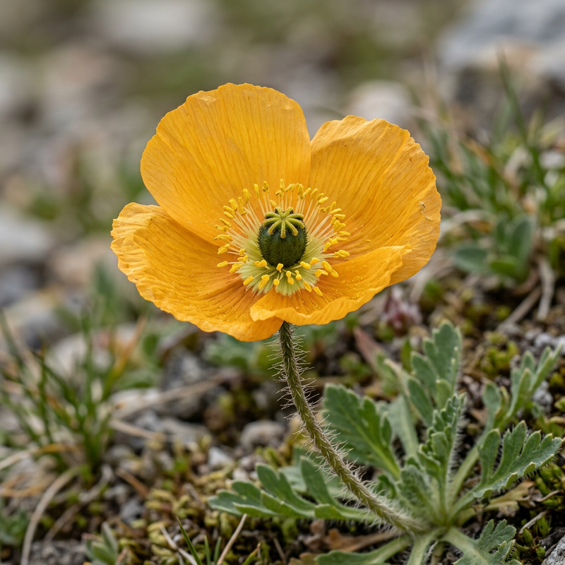 Coquelicots d'Islande