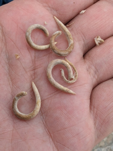 Naturaufnahme - Bild 1