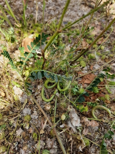 Naturaufnahme - Bild 4