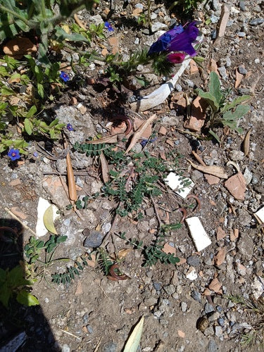 Naturaufnahme - Bild 7