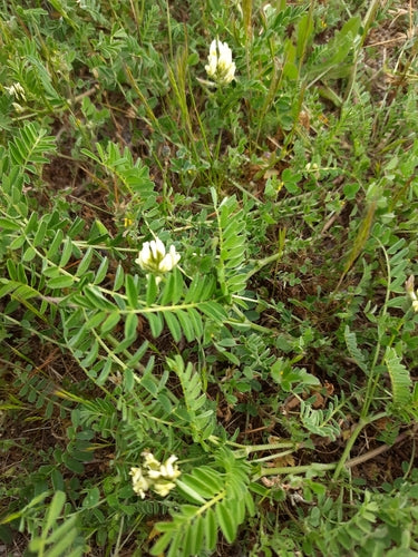 Naturaufnahme - Bild 5