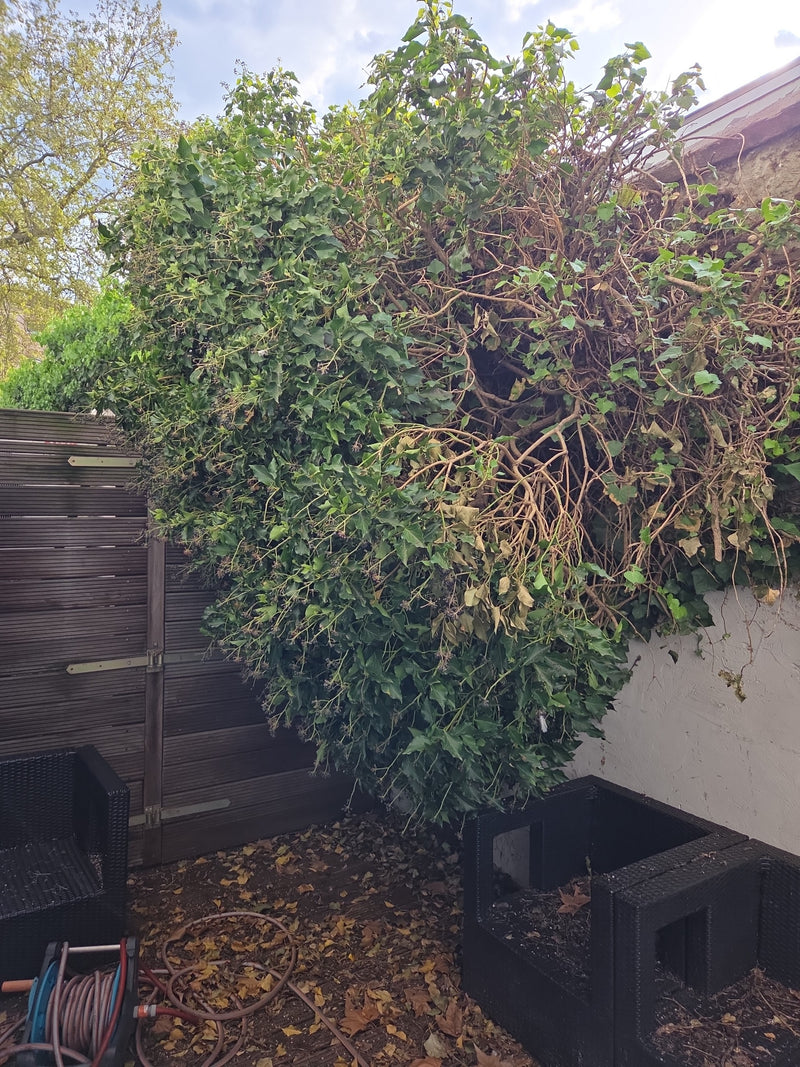 On aperçoit un grand buisson de lierre dense poussant contre un mur et une clôture en bois. La plante présente des feuilles vertes typiques et des pousses ra...