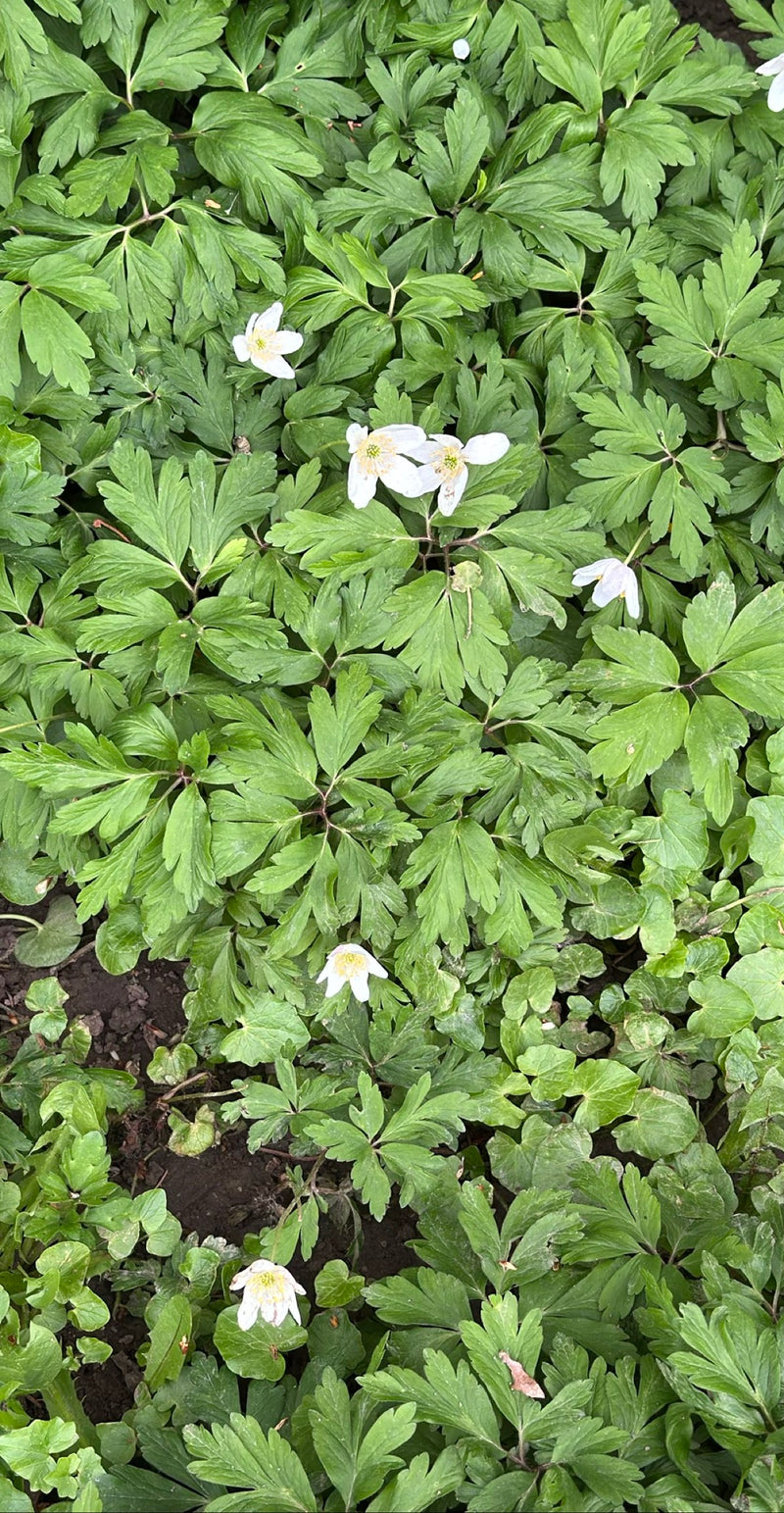 Anémone des bois — Bild 1