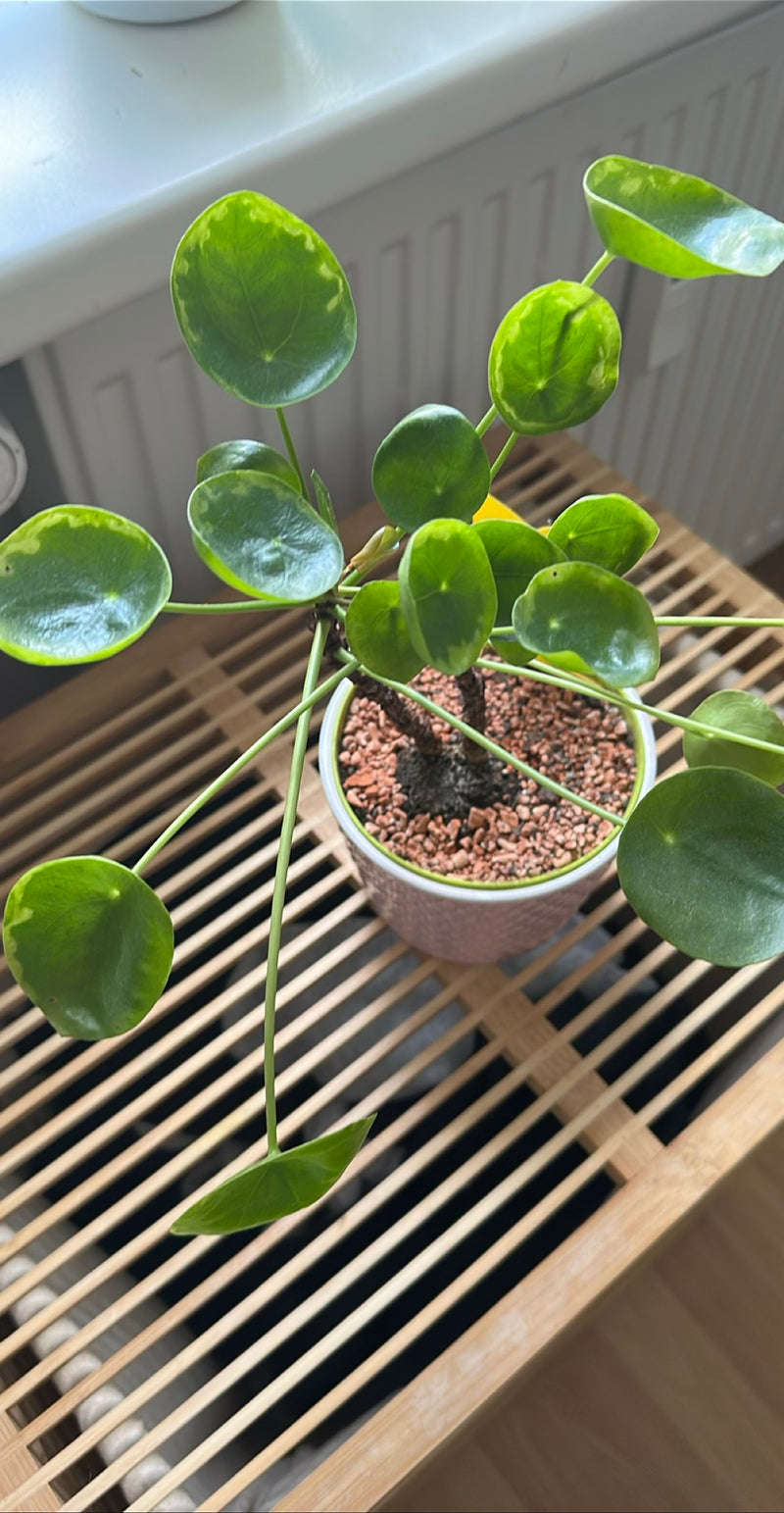 L'image montre une plante à monnaie chinoise (Pilea peperomioides) saine dans un pot de fleurs rond. Les feuilles rondes caractéristiques sont bien visibles.