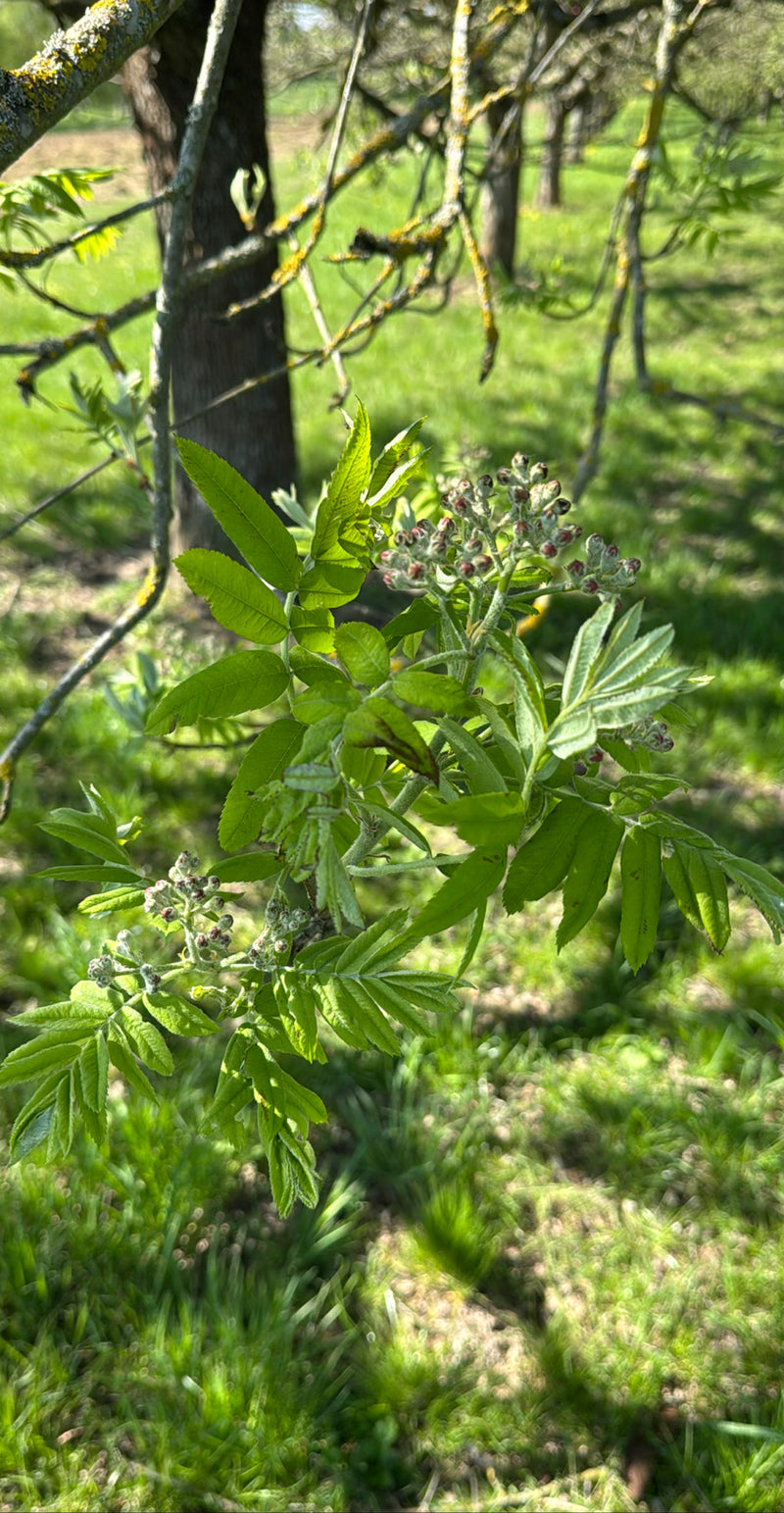 sorbier des oiseleurs — Bild 1