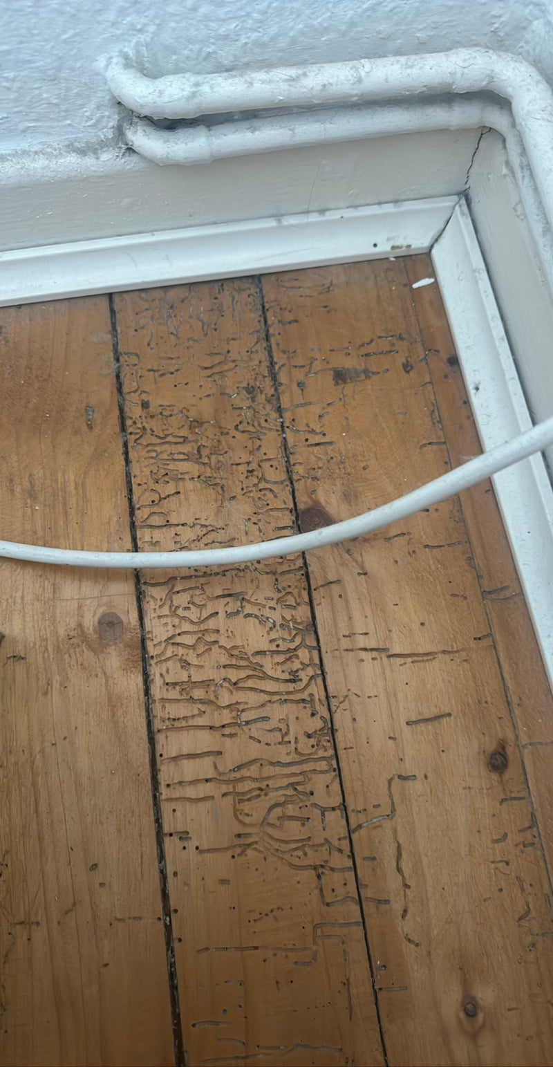 Le plancher en bois présente de nettes traces de morsures et des trous de sortie du vrillette. Les fines galeries et les trous témoignent d'une infestation.
