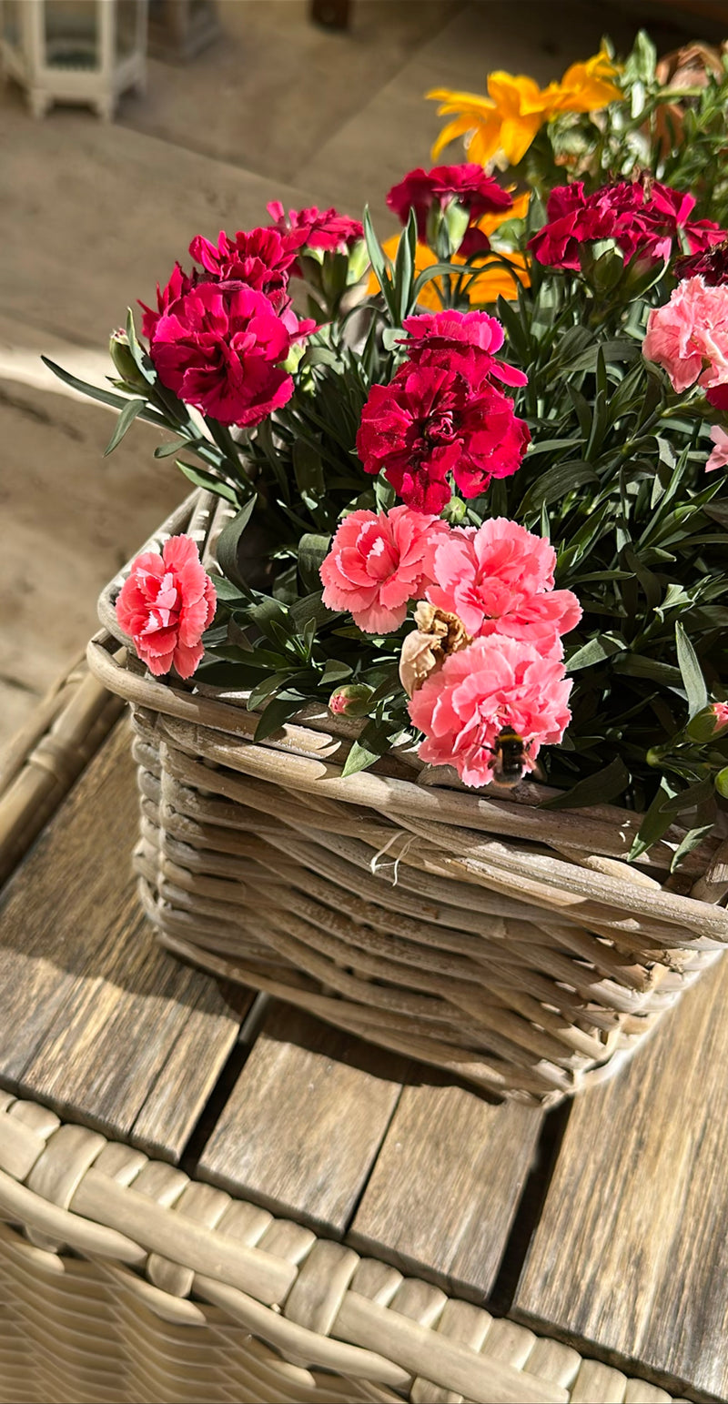 Un bourdon des prés est posé sur une fleur d'œillet rose dans un panier en osier. Il est bien visible en train de visiter les fleurs.