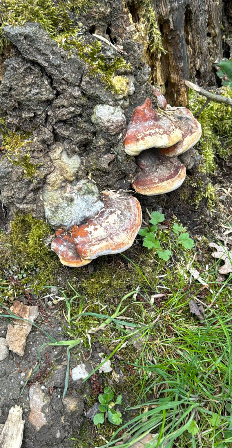 Éponge d'arbre à bords rouges — Bild 1