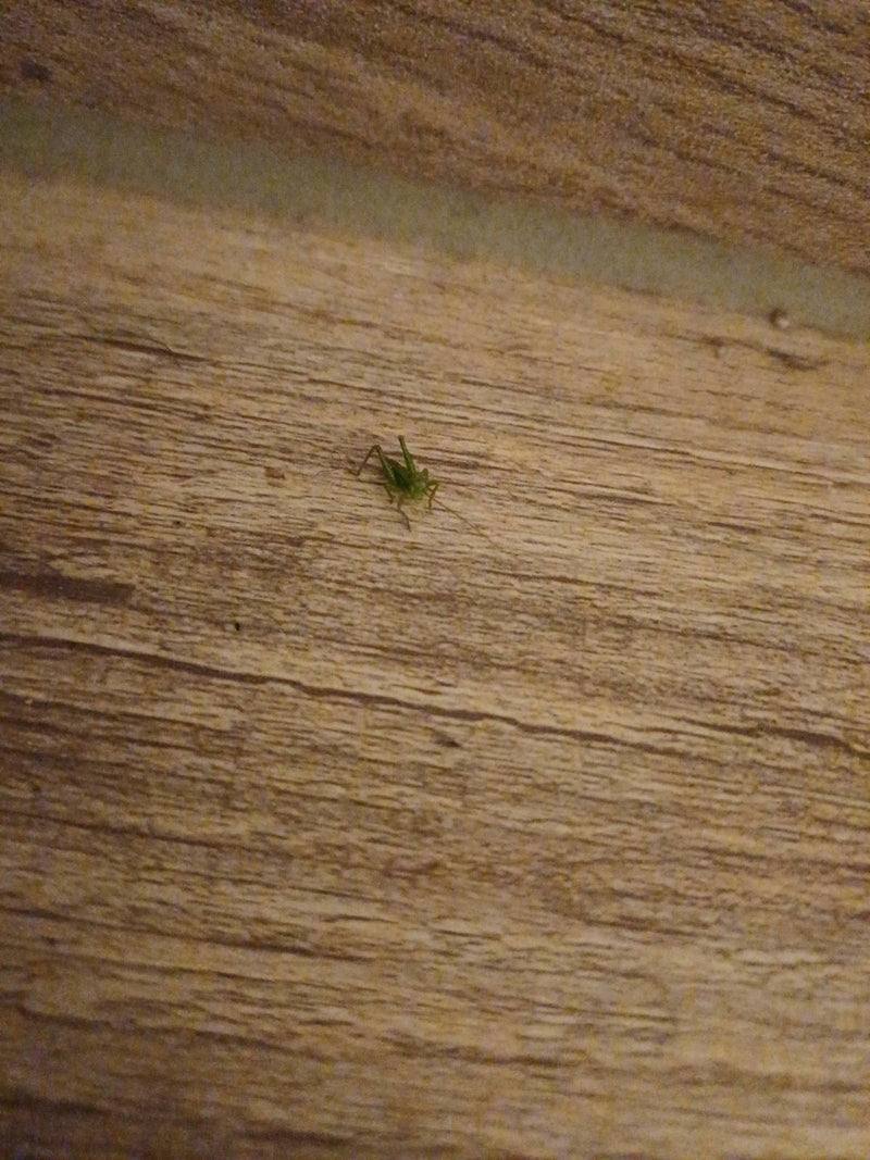 Cheval de foin vert — Bild 2