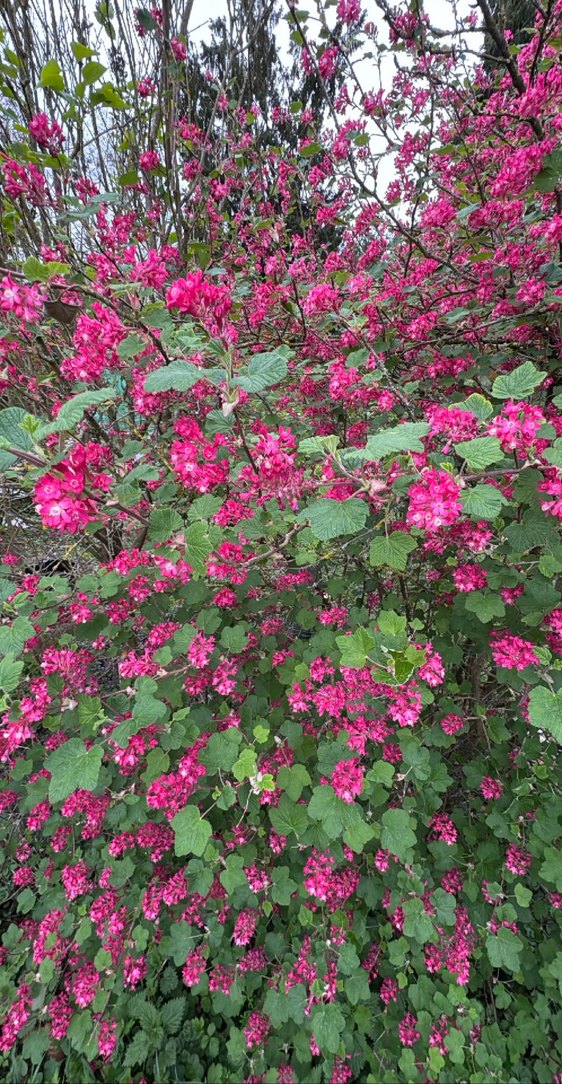 On aperçoit un arbuste de groseillier à fleurs en pleine floraison, doté de nombreuses inflorescences roses remarquables. Les feuilles vertes et lobées sont ...