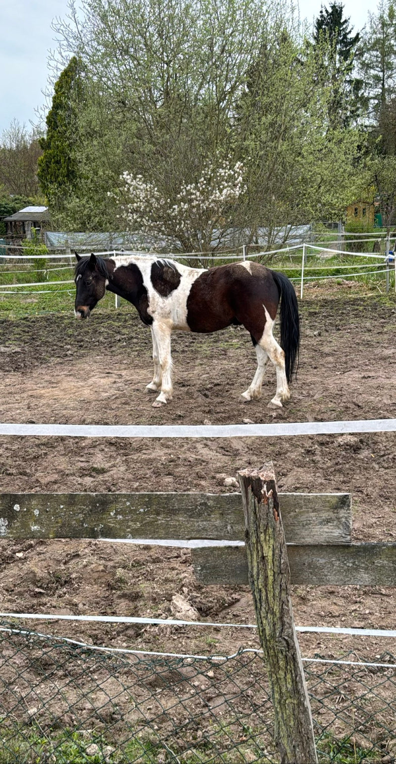 Un cheval pie noir et blanc se tient de profil dans un paddock boueux derrière une barrière en bois. On aperçoit des arbustes et des arbres en arrière-plan.