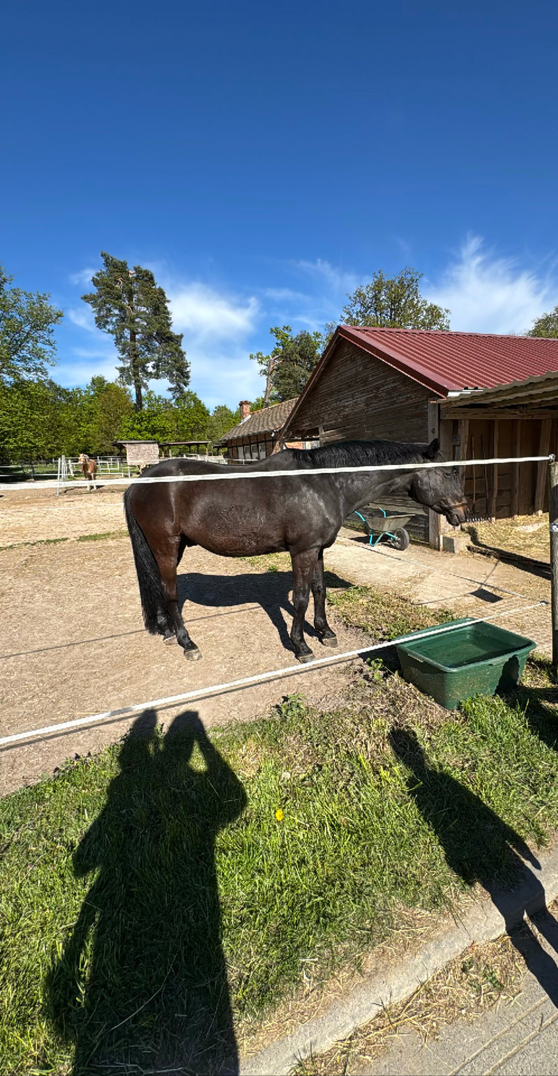 Un cheval domestique sombre se tient de profil dans un paddock sablonneux à côté d'un bâtiment en bois. Un autre cheval est visible à l'arrière-plan.
