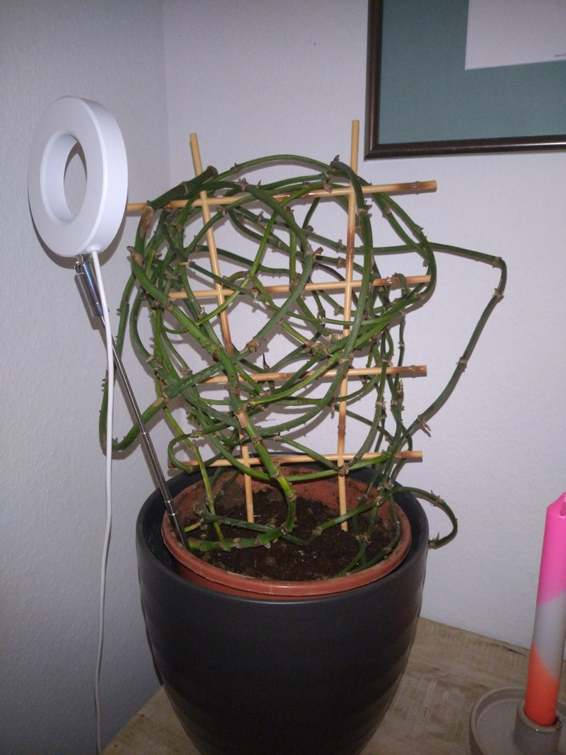 Plante de lierre — Bild 2
