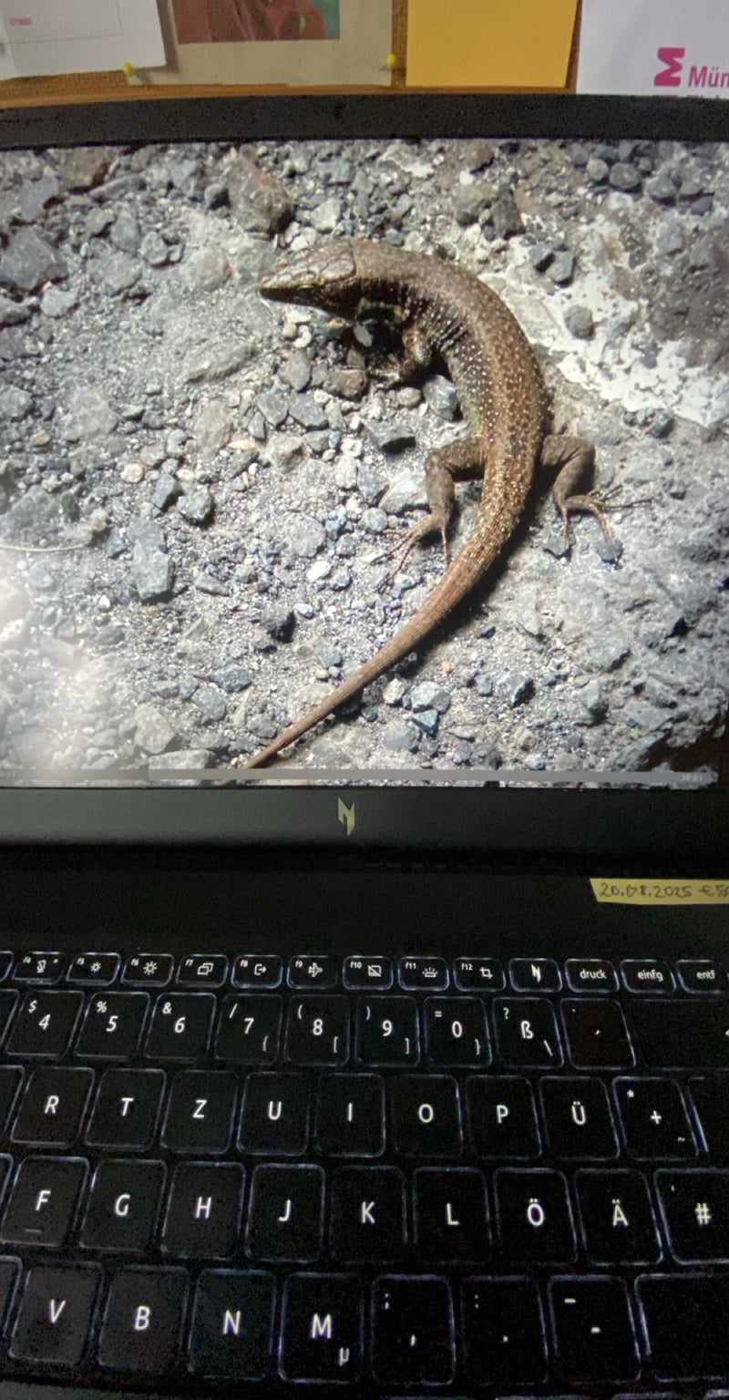 Lézard des murailles de Madère — Bild 1