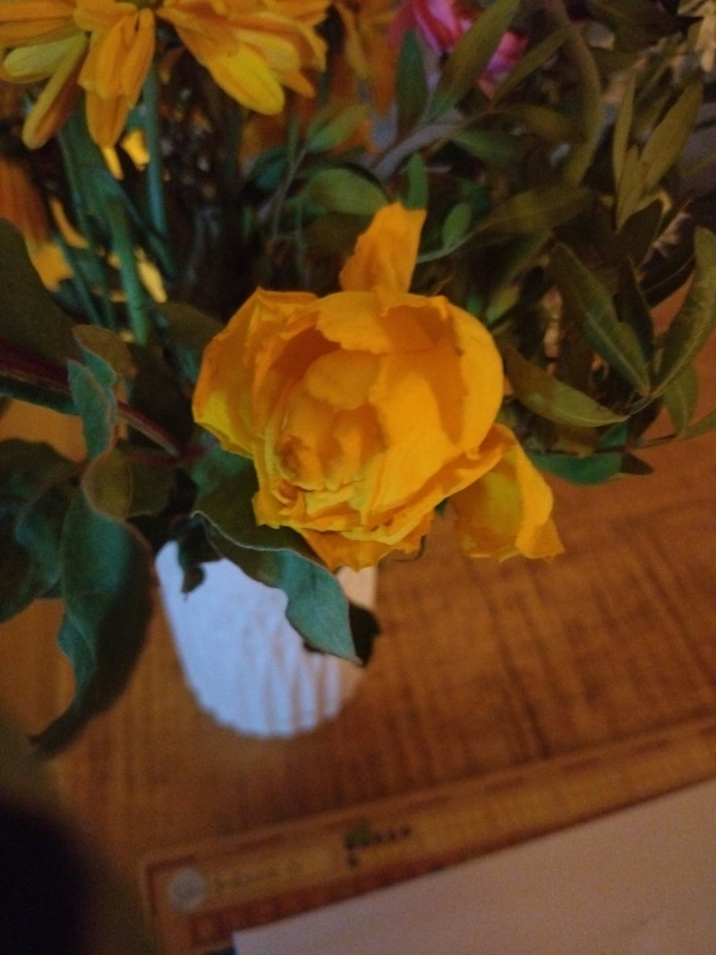 Roses — Bild 1