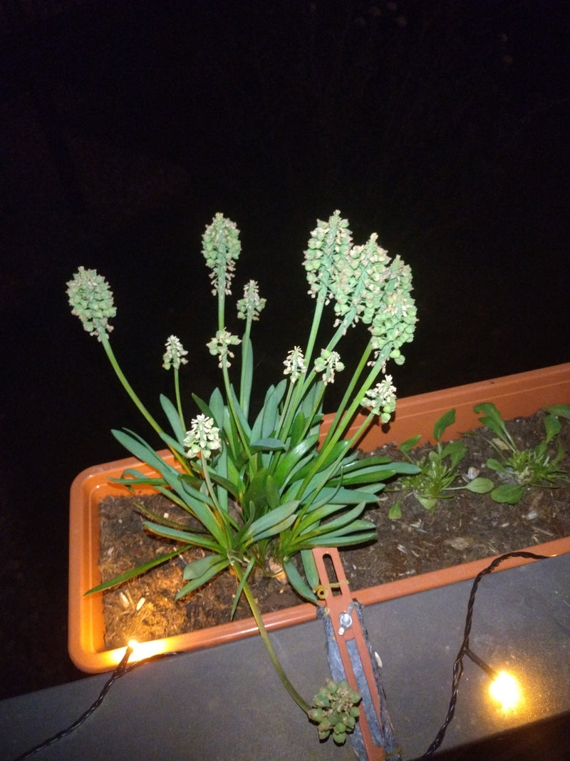 On peut voir une jacinthe à grappes arménienne dans une jardinière orange sur fond sombre. La plante présente ses feuilles vertes typiques et ses inflorescen...