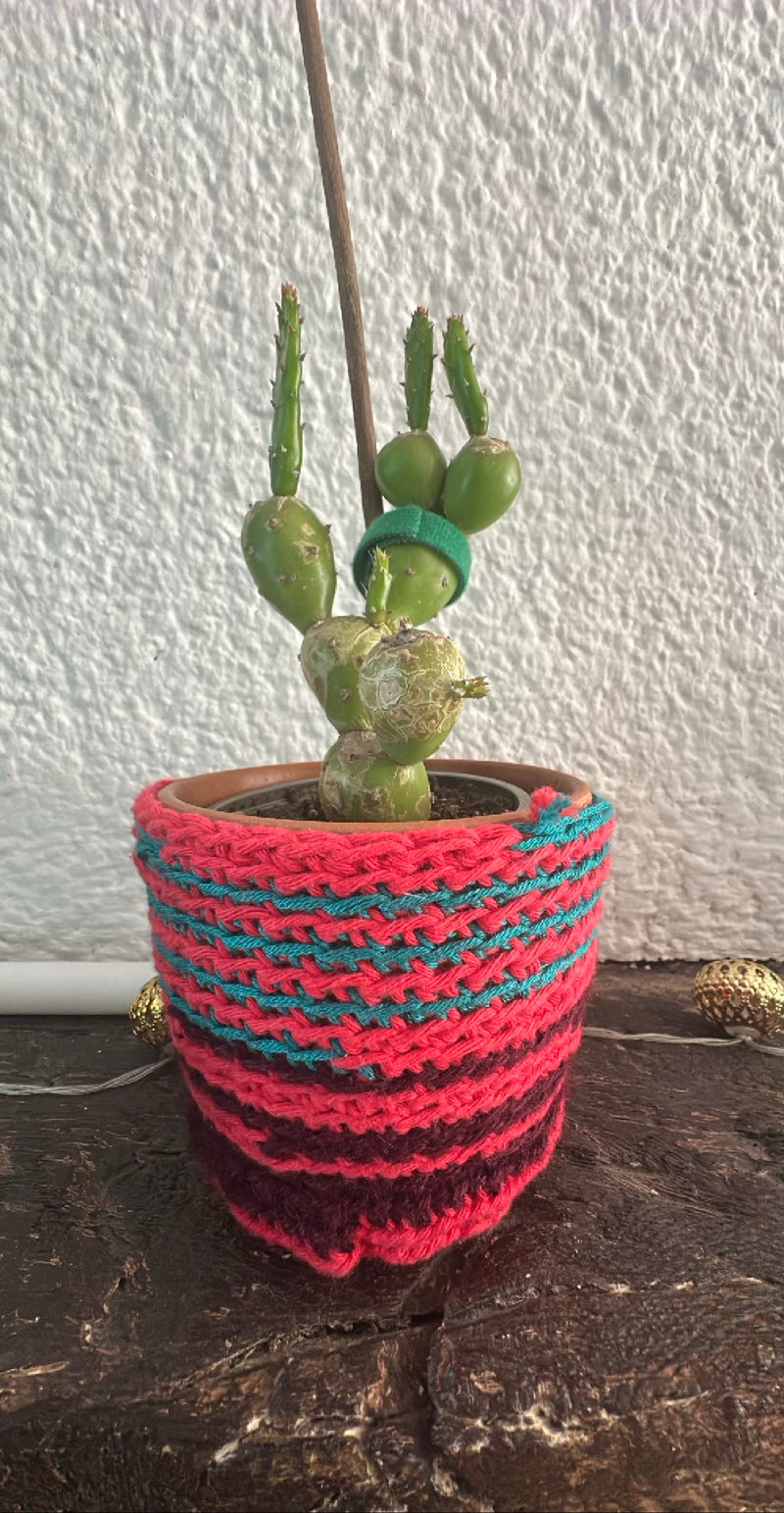 Cactus pomme de pin — Bild 1