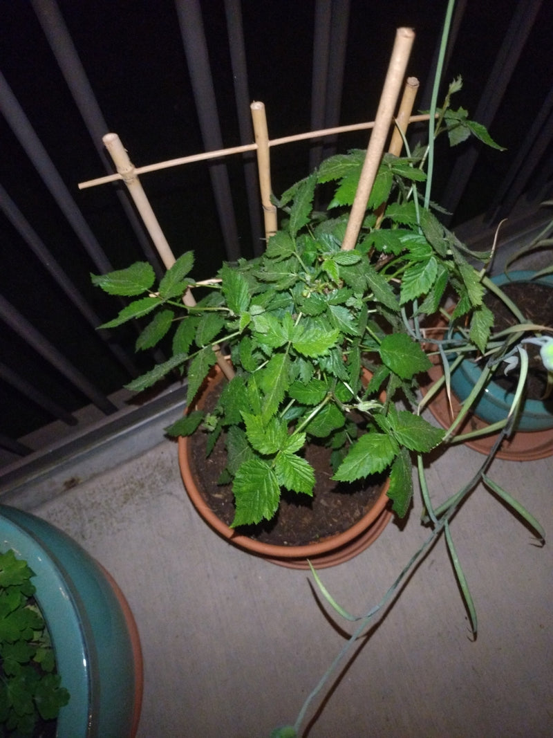 Framboises — Bild 1