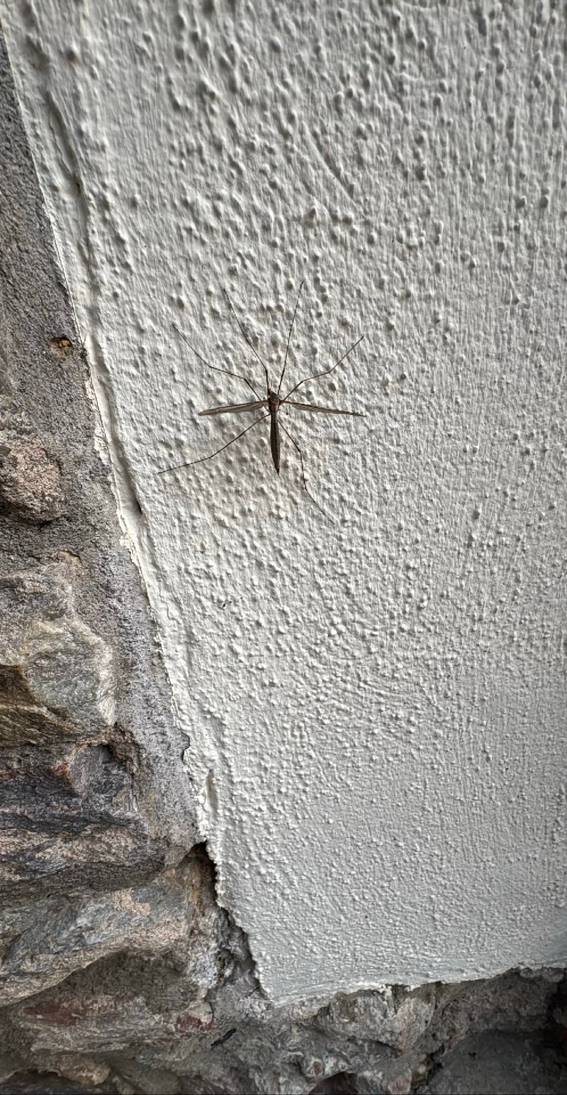 L'image montre un tipule du chou adulte au repos sur un mur de maison clair et enduit. Ses longues pattes et ailes caractéristiques sont clairement déployées.