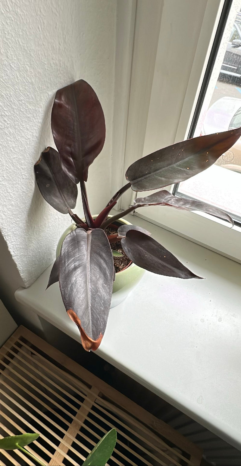 Ami de l'arbre rouge (cultivar 'Black Cardinal') — Bild 1