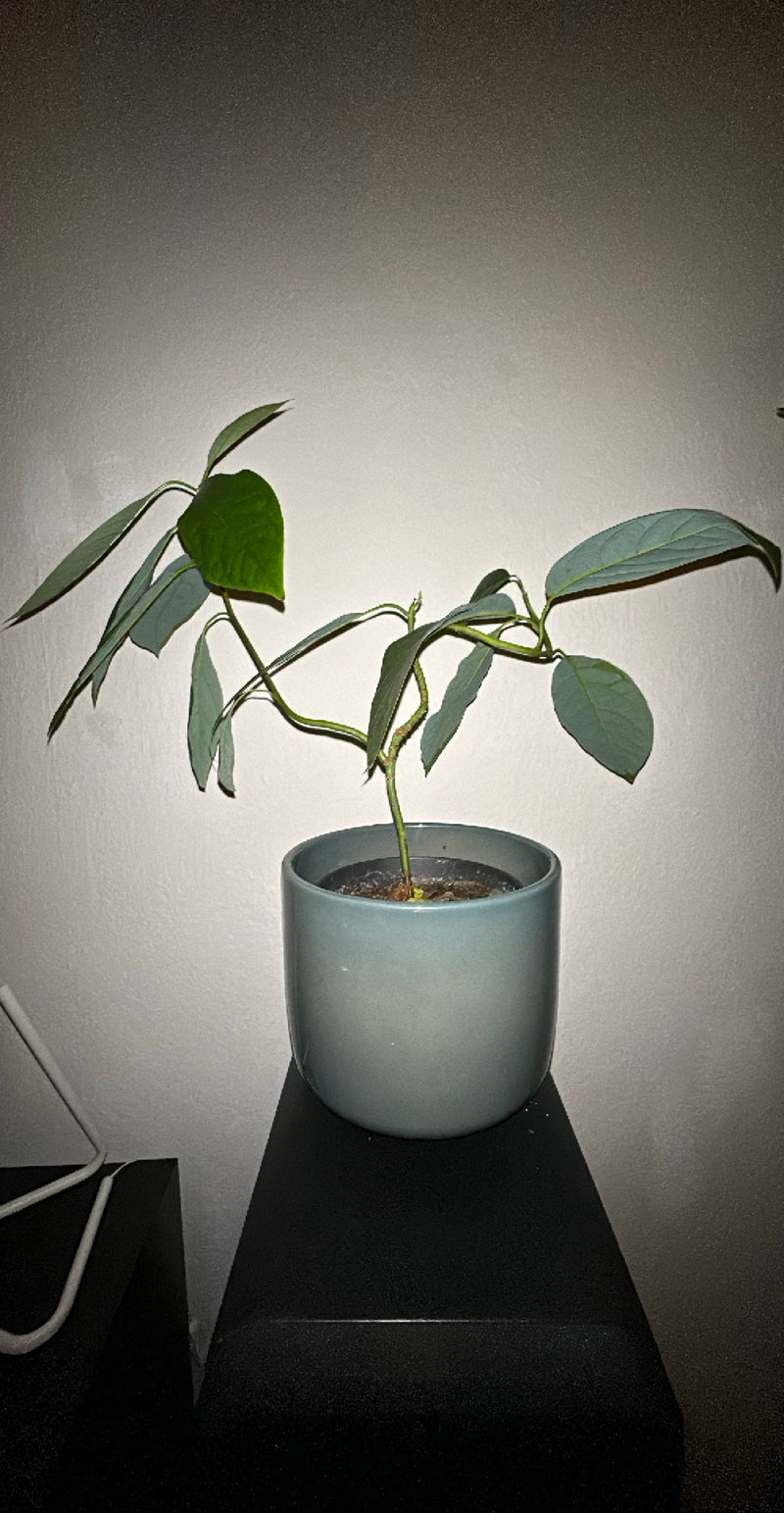 On y voit un jeune plant d'avocat dans un pot de fleurs gris, posé sur une surface sombre. La plante a une tige mince et plusieurs feuilles vertes.