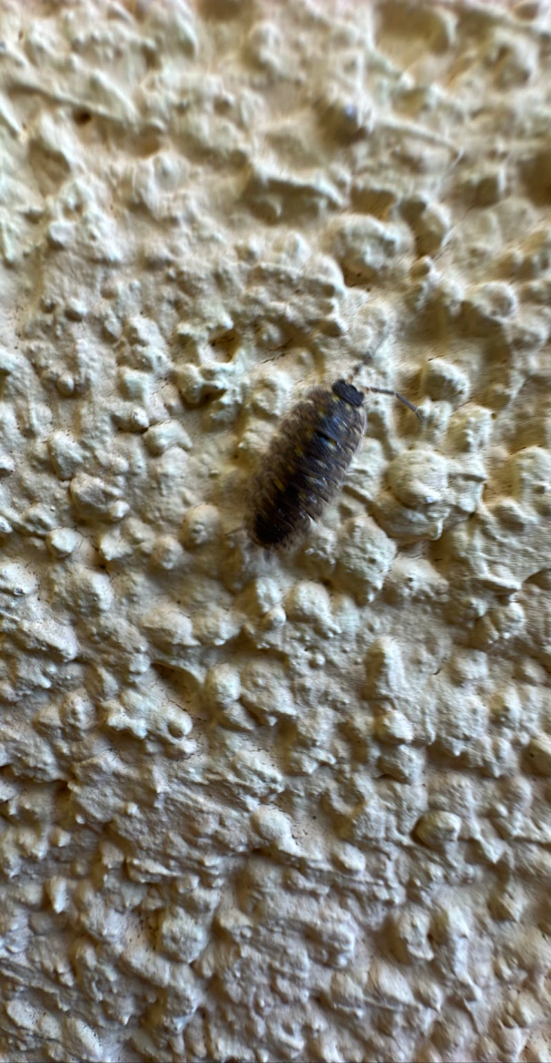 L'image montre un clopouorte murin posé sur un mur crépis texturé et clair.