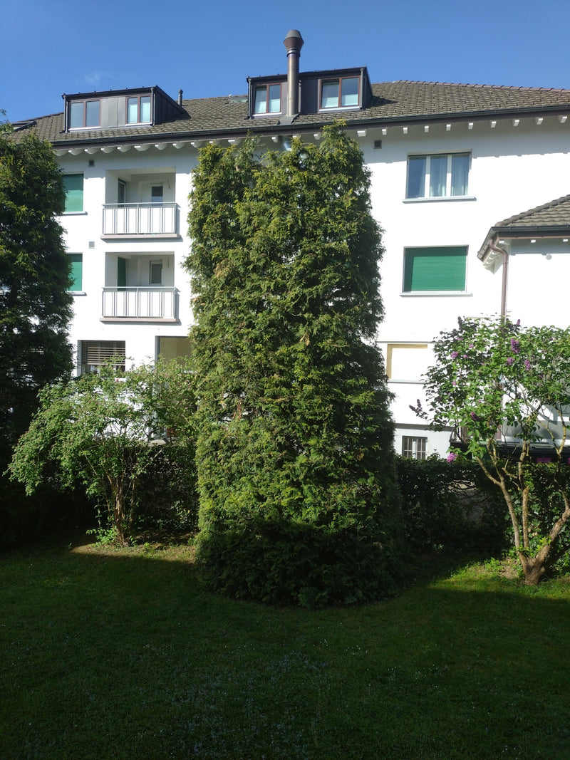L'image montre un grand thuya occidental (Thuja occidentalis) colonnaire dans un jardin devant un immeuble résidentiel blanc.