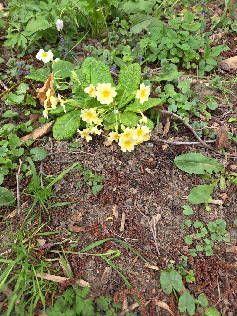 L'image montre une primevère acaule en fleurs avec des fleurs jaune clair caractéristiques et une rosette de feuilles vertes sur un sol forestier.