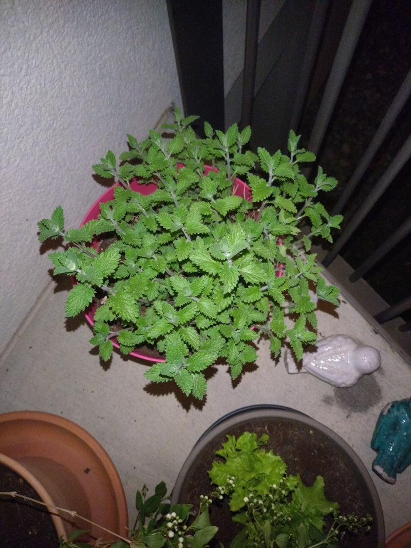 Véritable herbe à chat — Bild 1