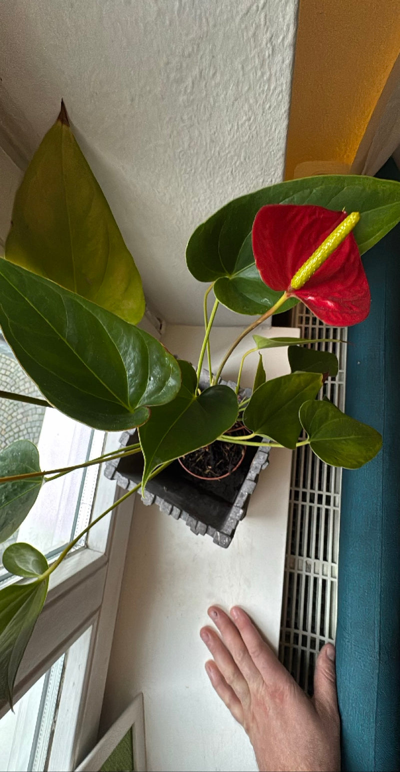 Grande fleur de flamant rose — Bild 1