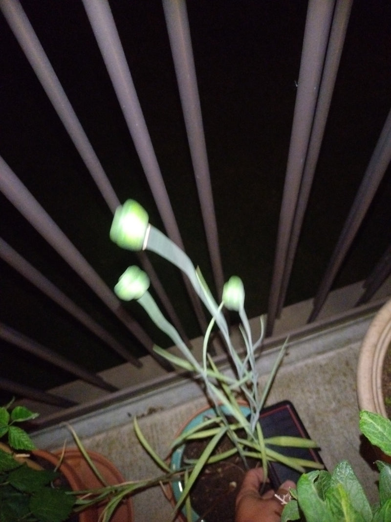 Oignons — Bild 1