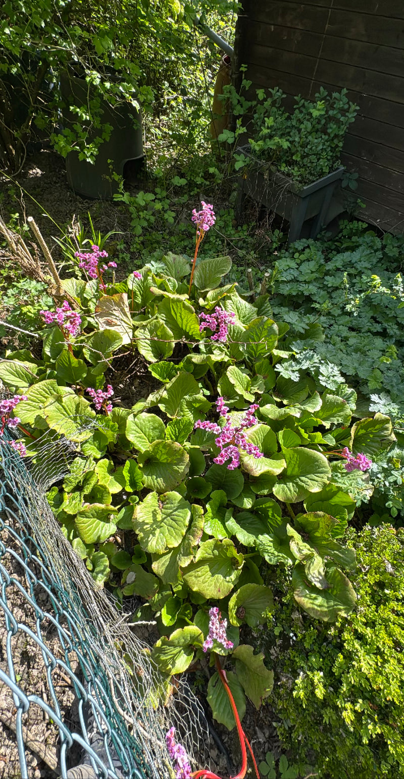 Bergenia à feuilles cordées — Bild 3