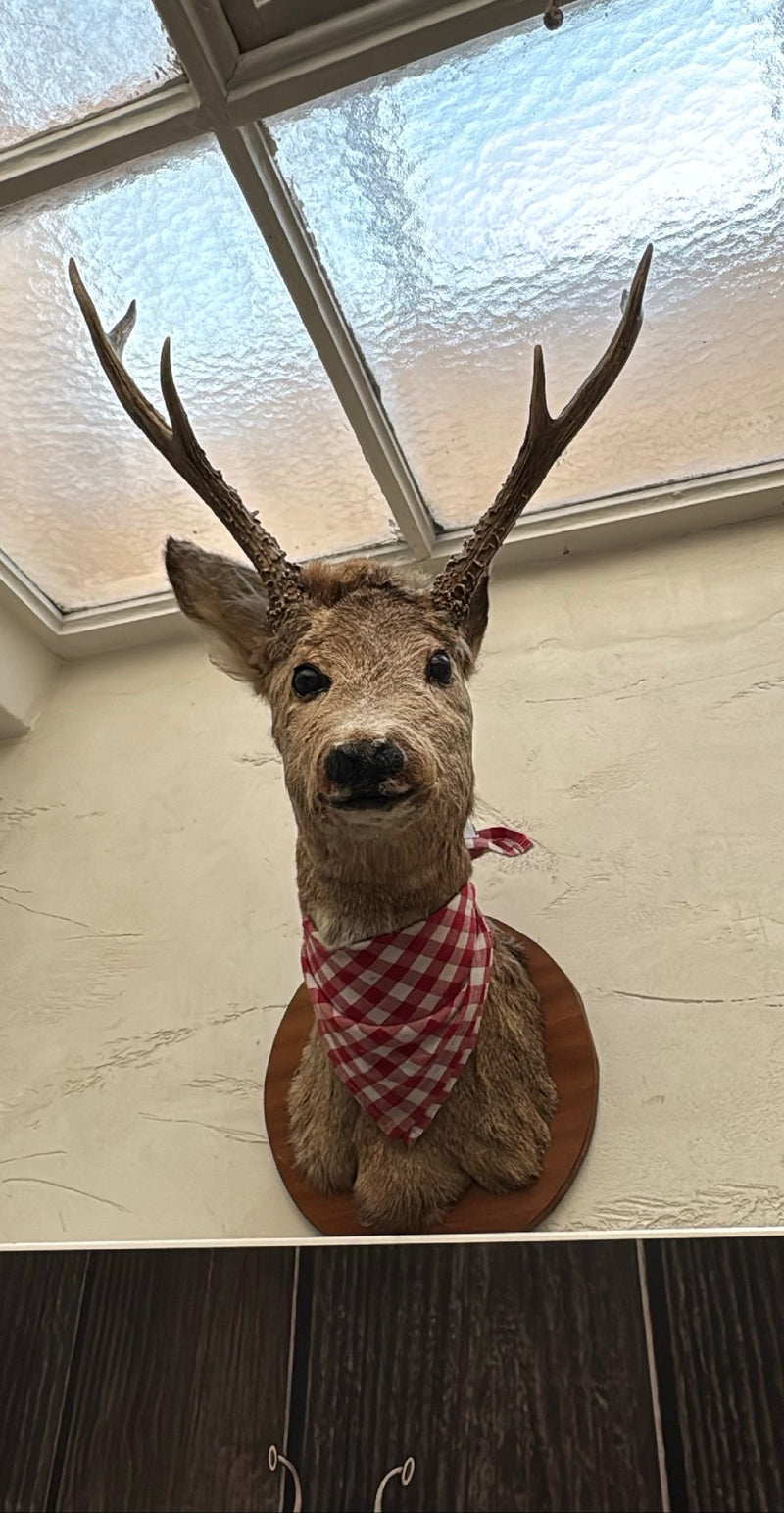 Cerf — photo 3 sur 12