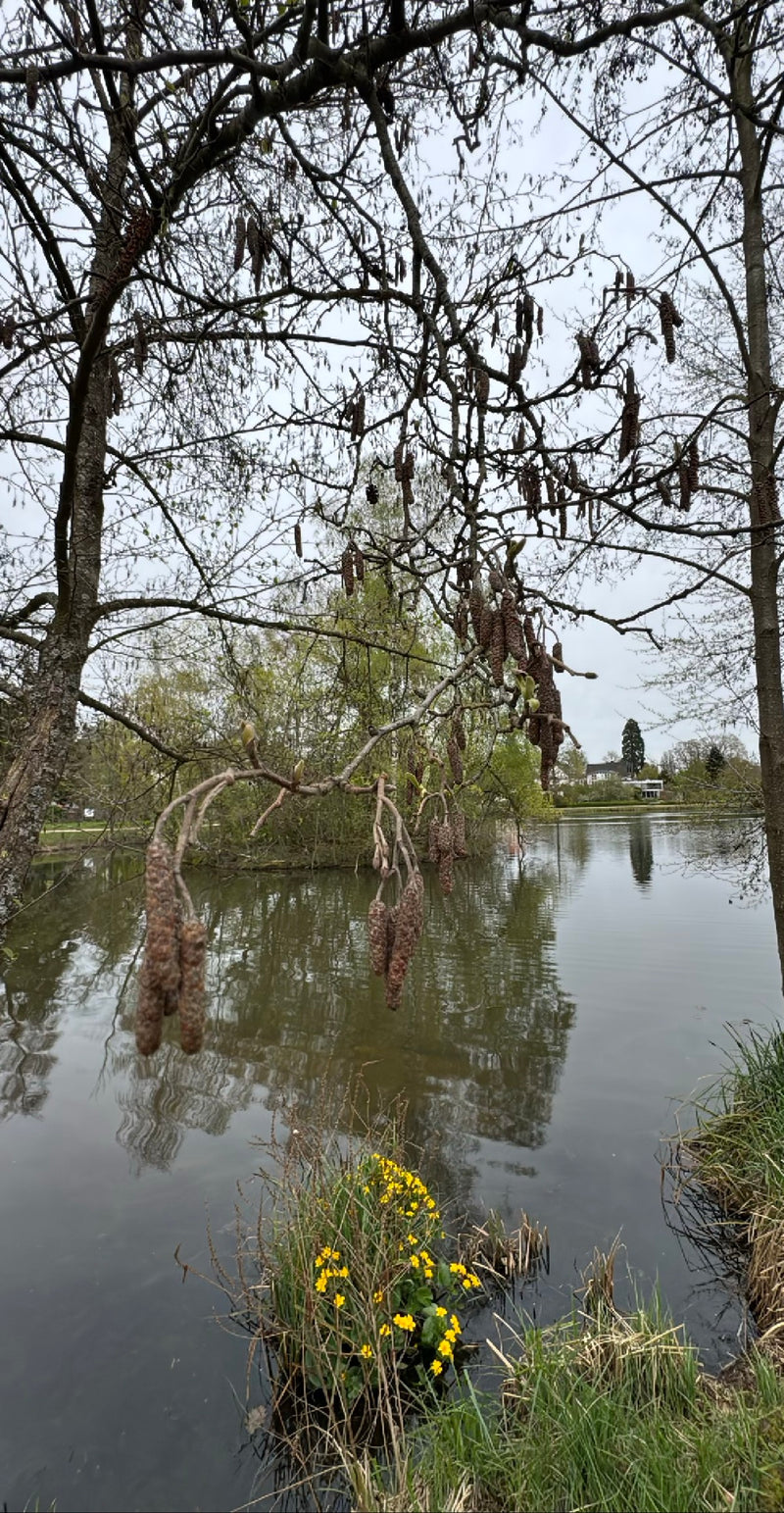 Aulne noir — Bild 1