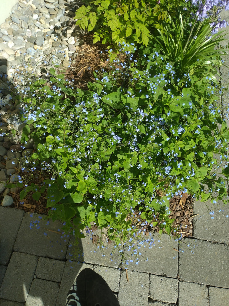 Les myosotis de la forêt — Bild 1